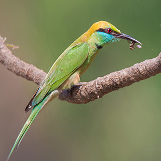 Varca - Kleine groene bijeneter